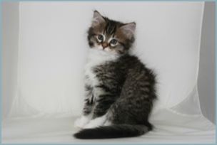 Male Siberian Kitten from Deedlebug Siberian